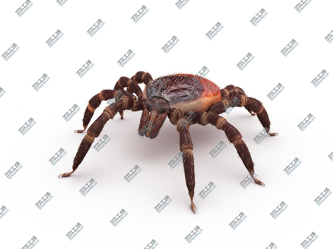 images/goods_img/202104022/Maya Tick realistic 3D model/5.jpg